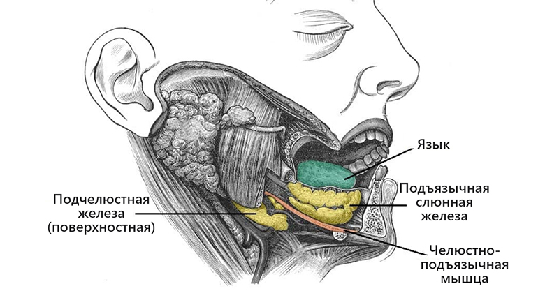 УЗИ подчелюстных лимфоузлов
